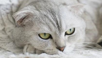 如何下载qq飞车手游辅助软件?